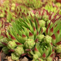 Jovibarba hirta 